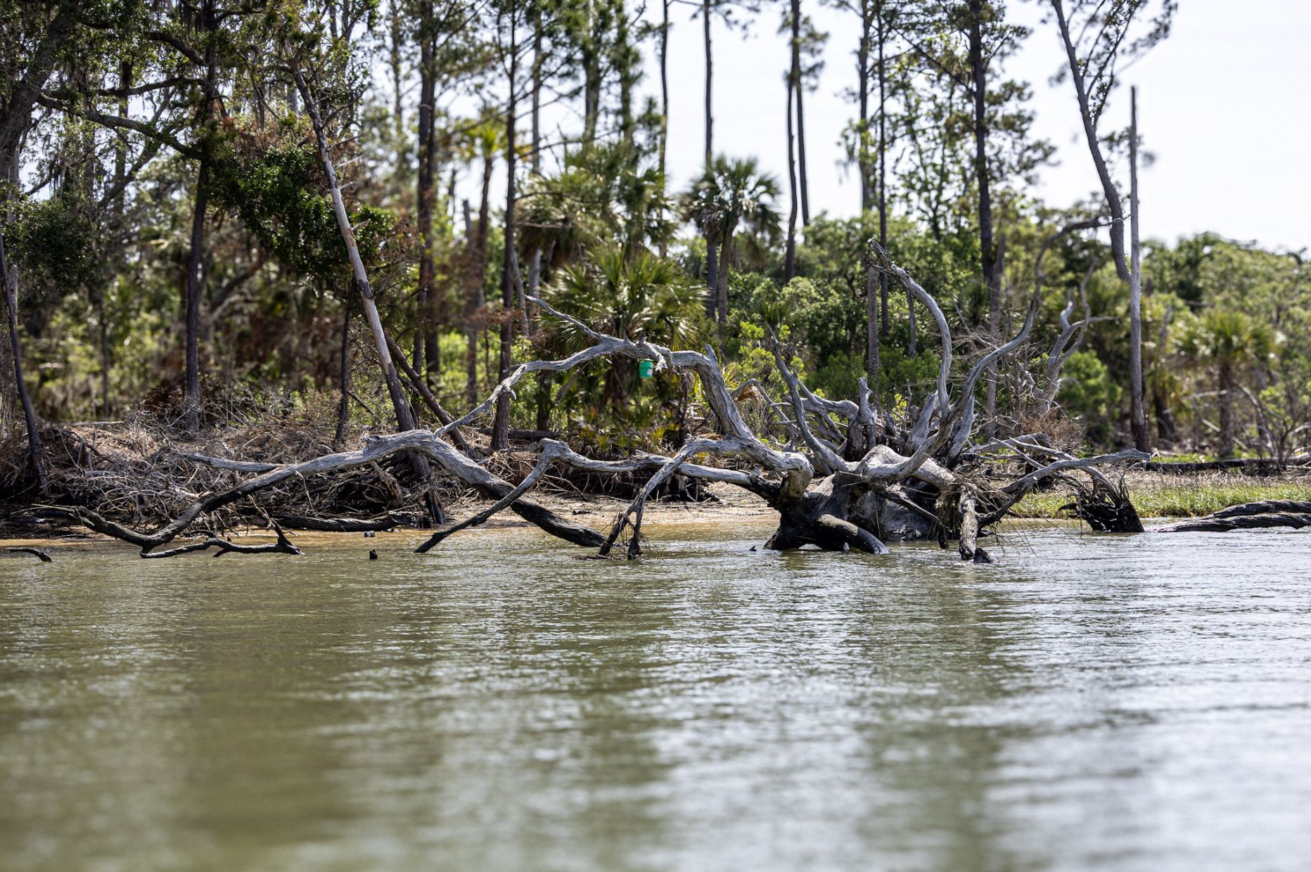 Bleached driftwood boneyard along a wooded Lowcountry shoreline